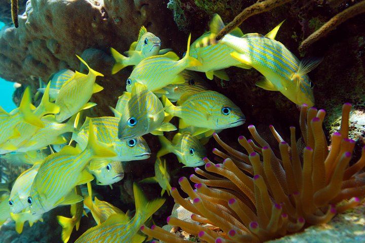Snorkel Xtreme Cancun - Image 4