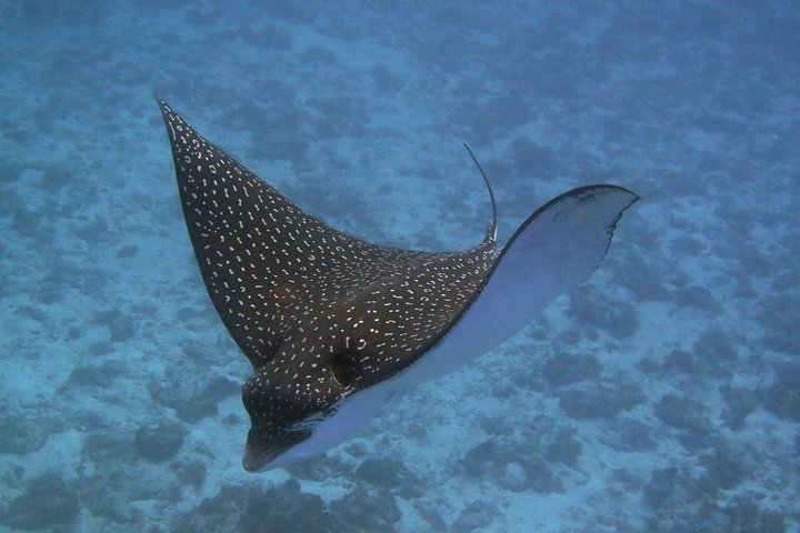 Try dive in Cozumel island - Image 2