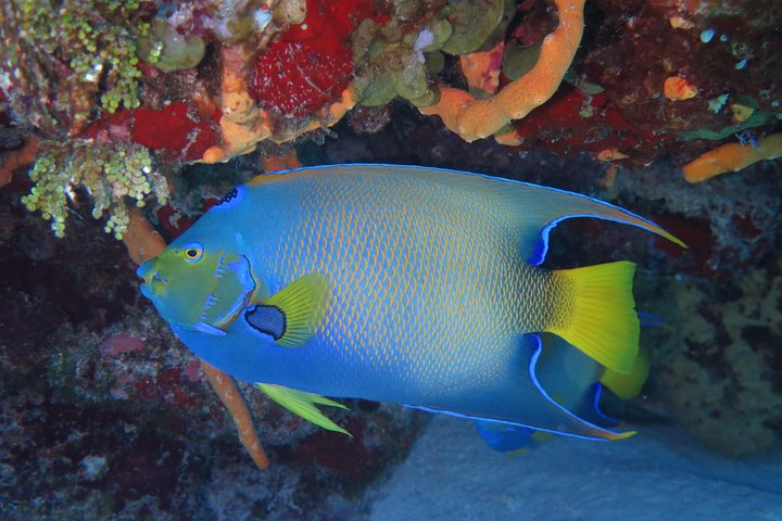 Try dive in Cozumel island - Image 3