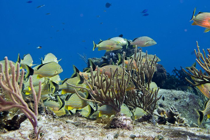 Try dive in Cozumel island - Image 1