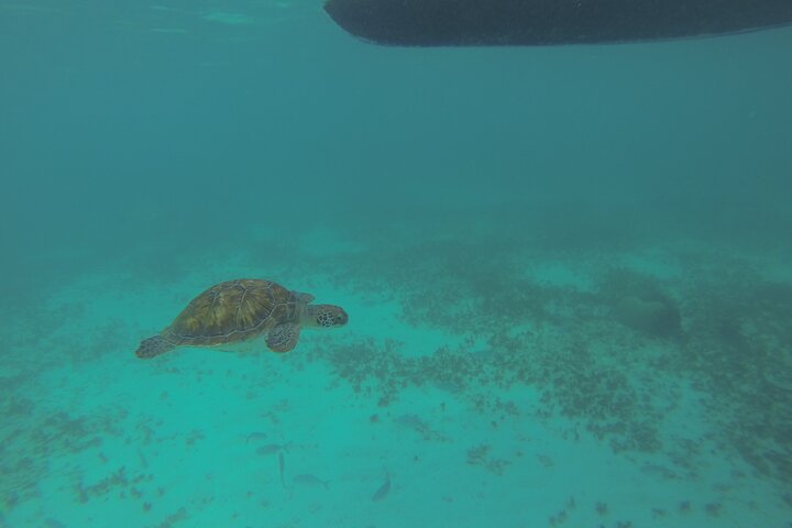 Tulum Private Boat Tour & Turtle Snorkeling Experience - Image 2