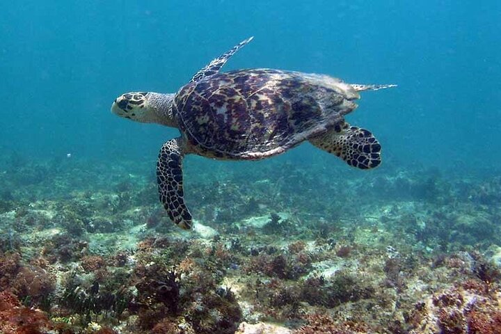 Tulum Private Boat Tour & Turtle Snorkeling Experience - Image 1