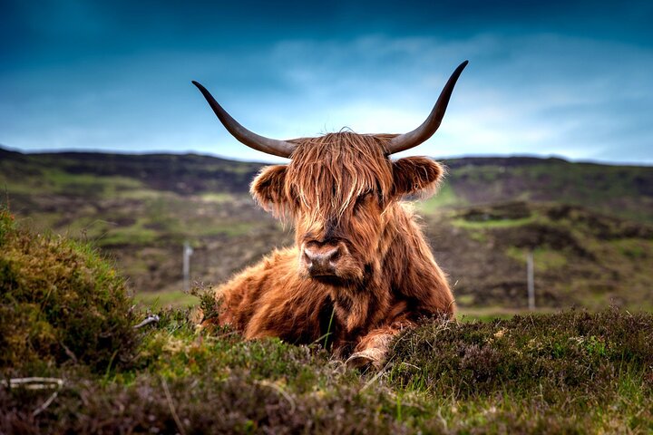 3-Day Edinburgh St Andrews Aberdeen Highlands (Cows) Inverness Private Tour  - Image 2