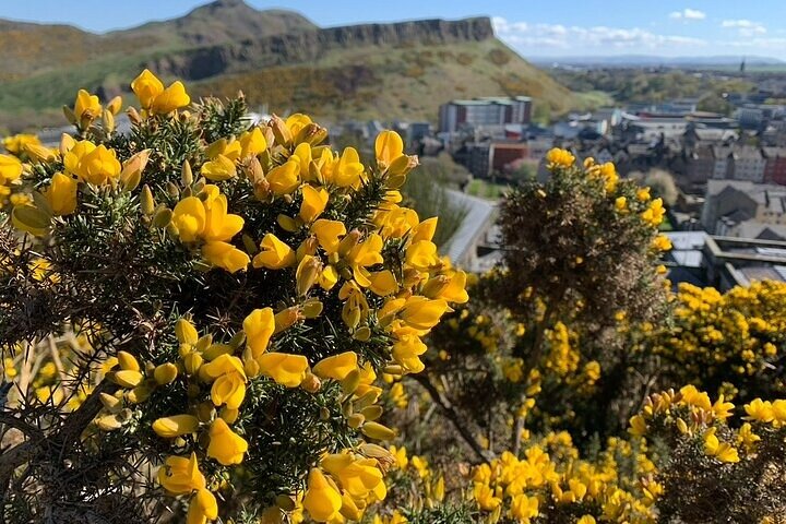 From Hilltops to Harbors: Private Half Day Edinburgh Driving Tour - Image 4