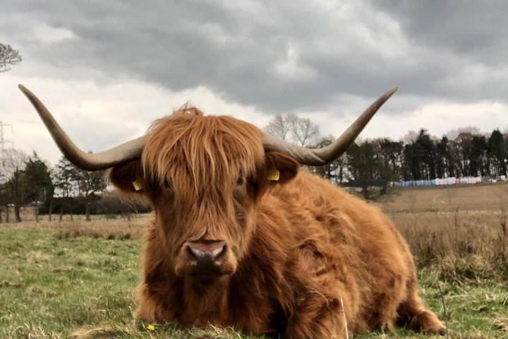 Rob Roy,Mary Queen Of Scots,Castles,Highlands,Lochs,Trossachs,Whisky! - Image 4