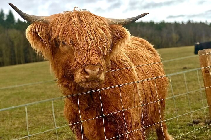 Scone Palace, Nature Walk and Whisky Experience from Edinburgh - Image 5