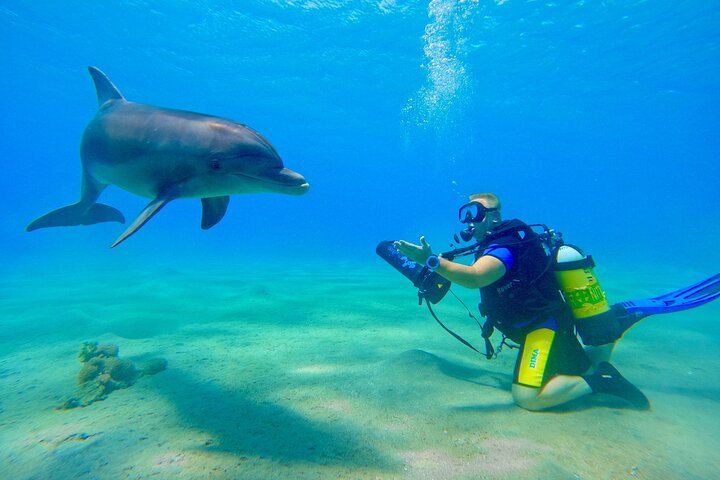 Private Scuba Diving Tour with Transportation and Guide  - Image 5