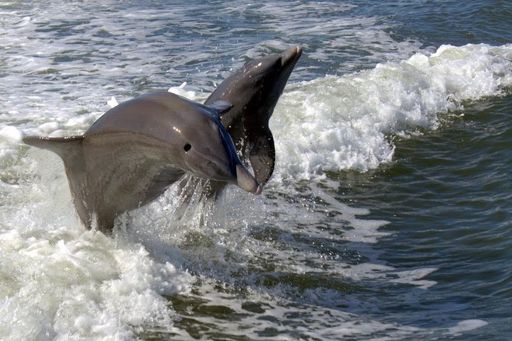Everglades National Park Biologist Led Adventure: Cruise, Hike + Airboat - Image 2