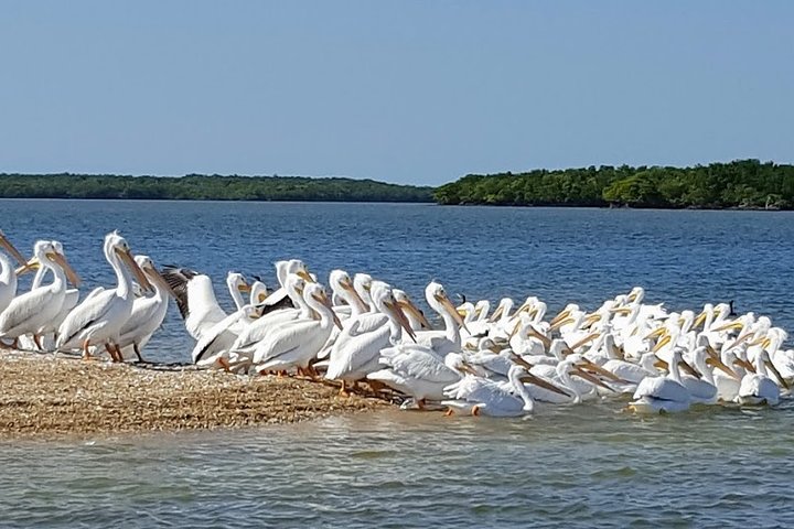 Everglades National Park Biologist Led Adventure: Cruise, Hike + Airboat - Image 5