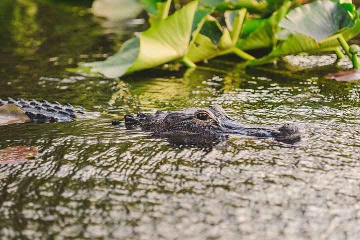 Everglades VIP Airboat Tour with Transportation Included - Image 4