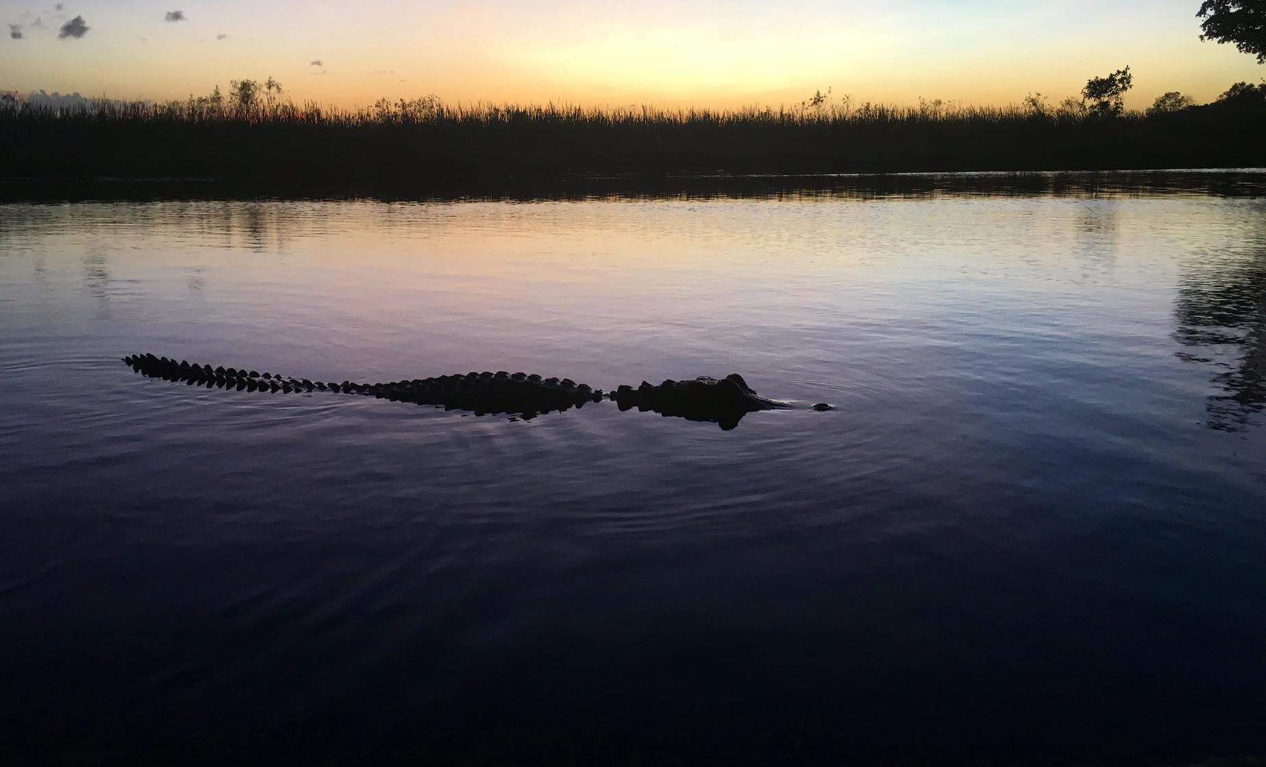 Florida Everglades Evening Airboat Adventure - Image 1