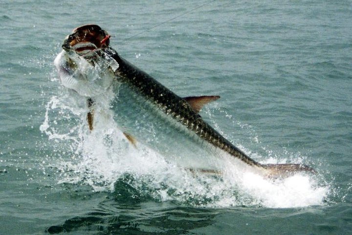 Fort Lauderdale Inshore Fishing Charters - Image 2