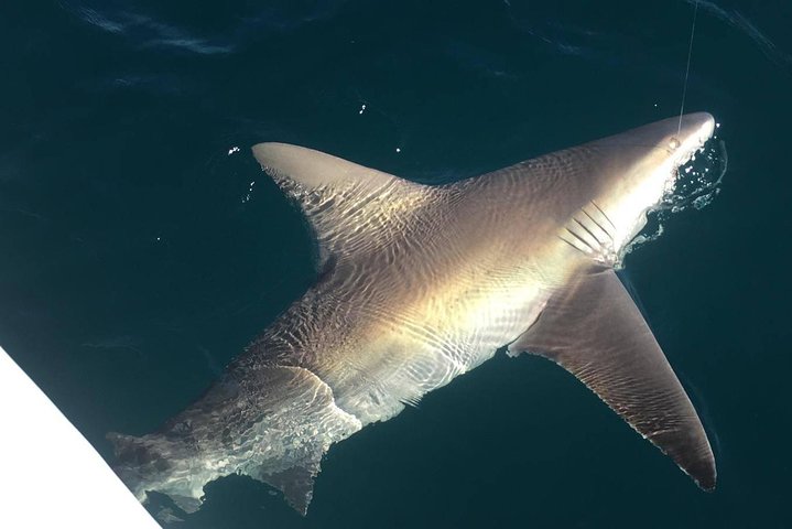 Fort Lauderdale Inshore Fishing Charters - Image 3