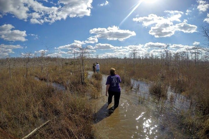 Full Day Everglades: Biologist Led WET walk + 2 boat trips + lunch small group - Image 2
