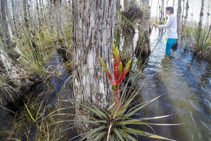 Full Day Everglades: Biologist Led WET walk + 2 boat trips + lunch small group - Image 3