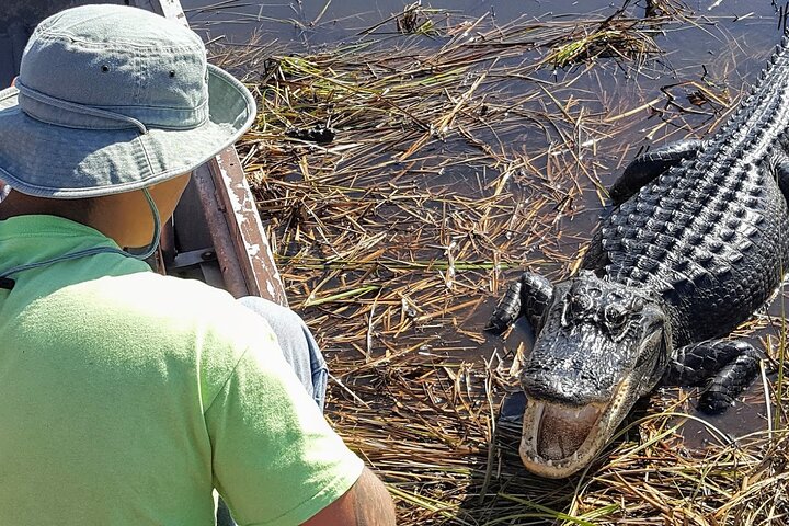 Little Havana Walking Tour + 1 Hour Everglades Airboat Ride - Image 3
