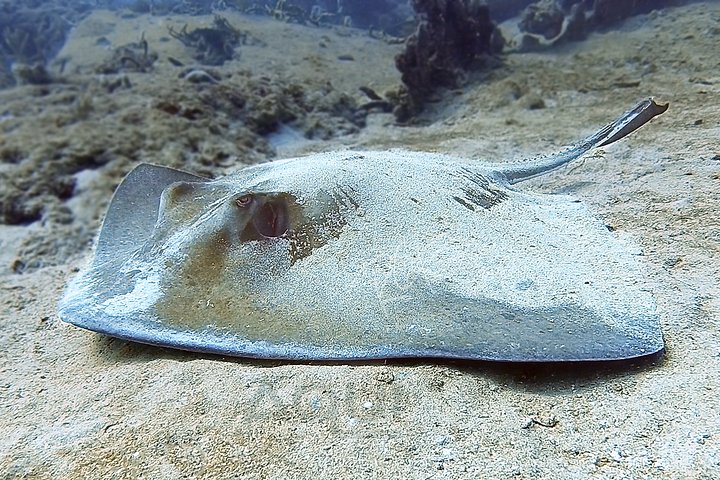 SNORKEL the BEAUTIFUL Reefs with Turtles, Angelfish, and more! - Image 2
