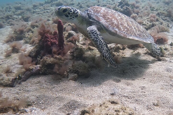 SNORKEL the BEAUTIFUL Reefs with Turtles, Angelfish, and more! - Image 4