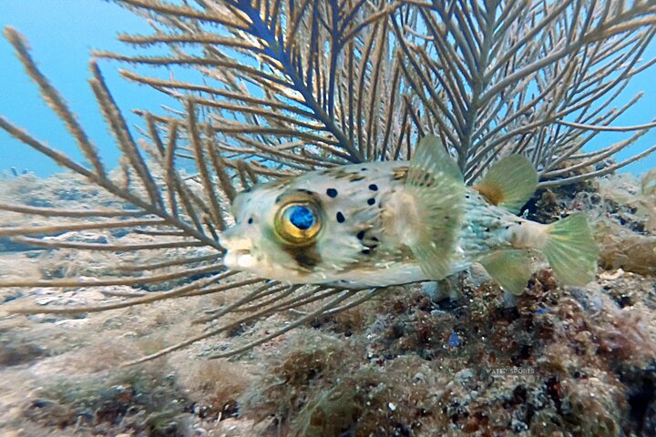 SNORKEL the BEAUTIFUL Reefs with Turtles, Angelfish, and more! - Image 3