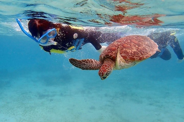 Snorkel/Swim with the Turtles Experience - Image 1