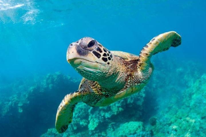 Snorkel/Swim with the Turtles Experience - Image 2
