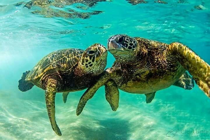 Snorkel/Swim with the Turtles Experience - Image 3