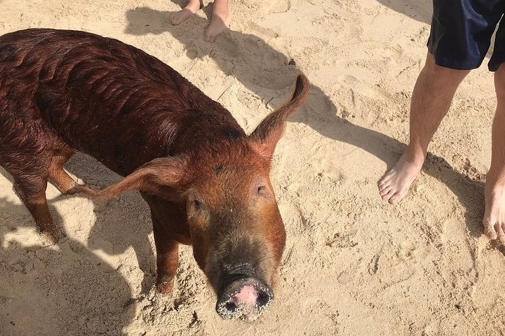 Swim with Pigs on a Tropical Island - Image 4