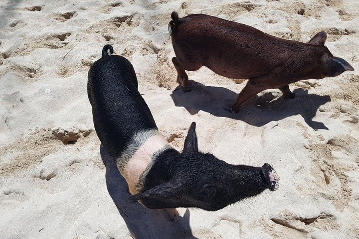 Swim with Pigs on a Tropical Island - Image 5