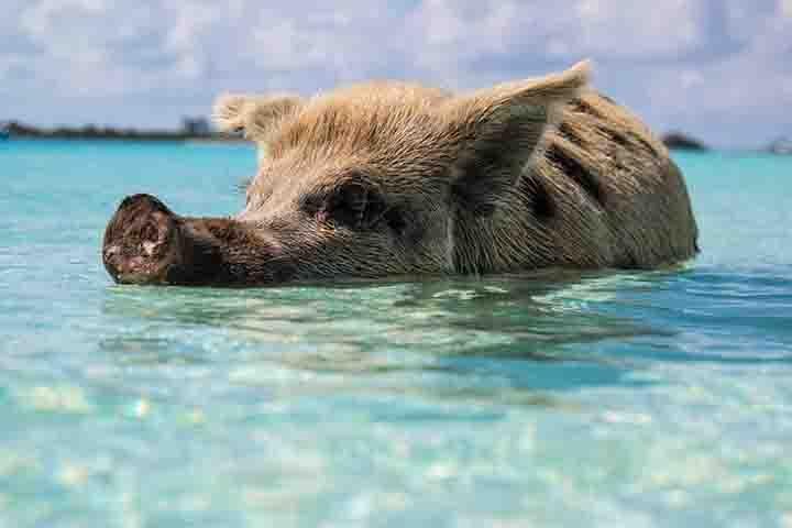 Swim with Pigs on a Tropical Island - Image 2
