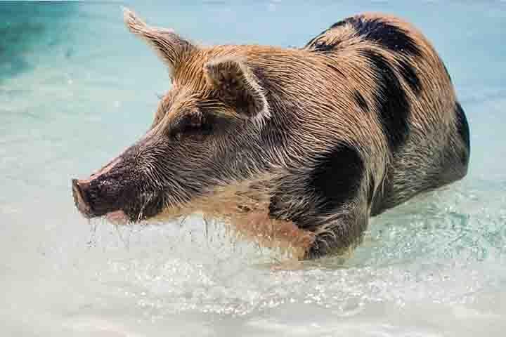 Swim with Pigs on a Tropical Island - Image 3