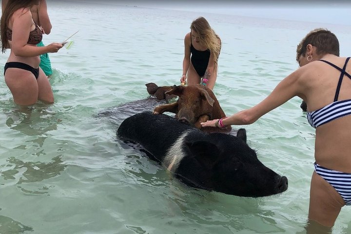 Swim with Pigs on a Tropical Island - Image 1