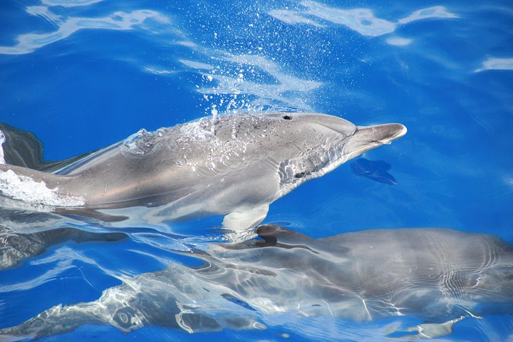 Amazing Skywalk, Cliff & Valleys in 4x4 Tour + Dolphins Watching - Image 2