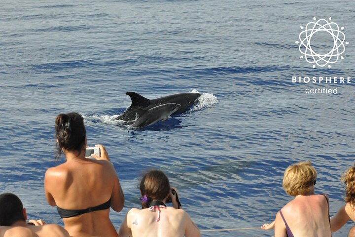 Arieiro Peak & Cristo Rei in 4x4 Tour + Dolphins Watching - Image 1