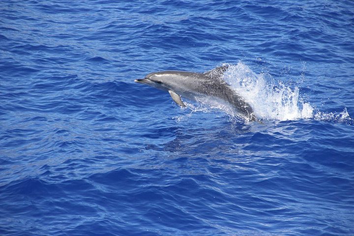 Cabo Girão Skywalk+Vineyards+Wine Tasting in 4x4 Tour + Dolphin Watching - Image 2