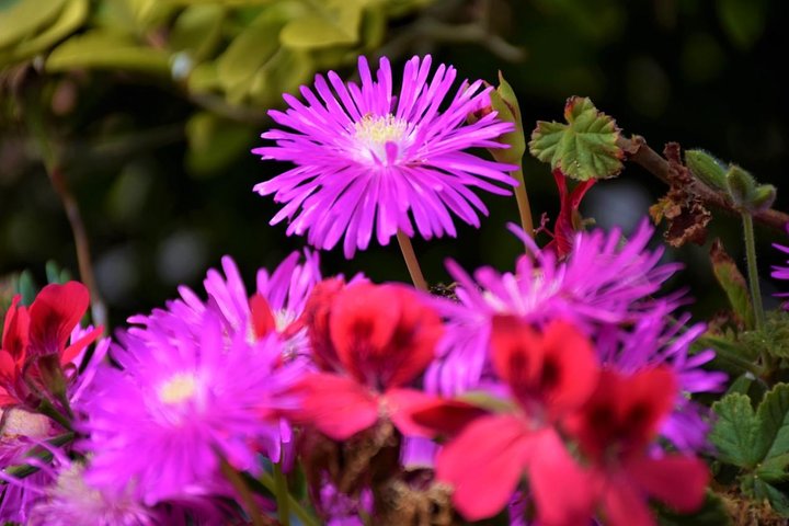 Discover The East - Madeira Island - Image 2