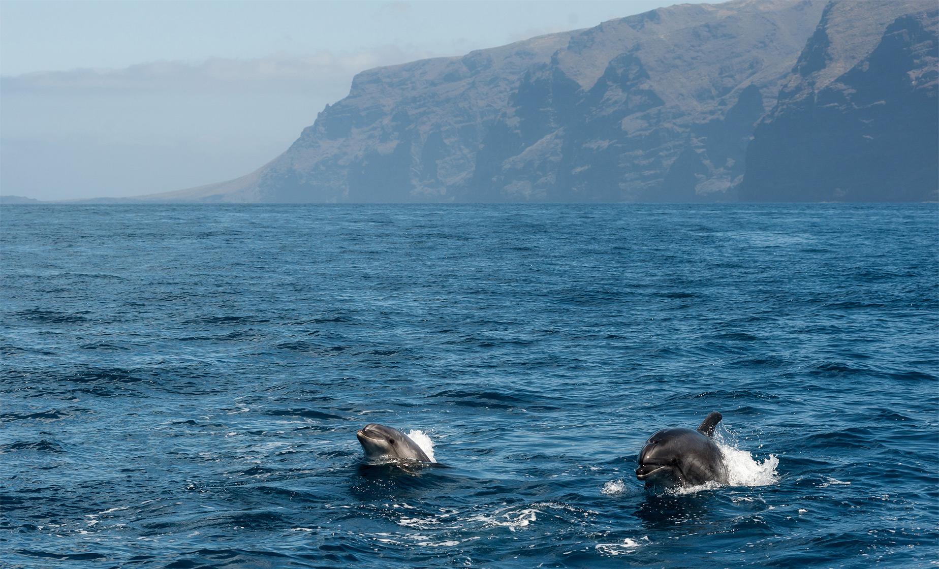Dolphins and Whales by Catamaran - Image 1