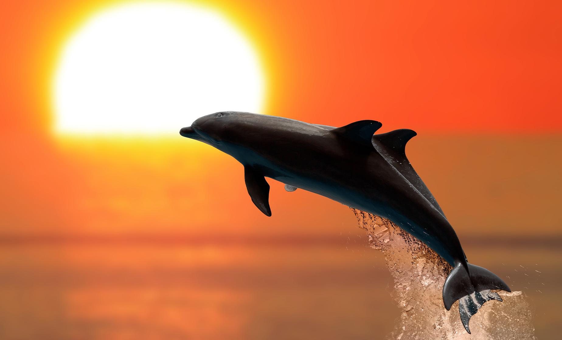 Dolphins and Whales by Catamaran at Sunset - Image 1
