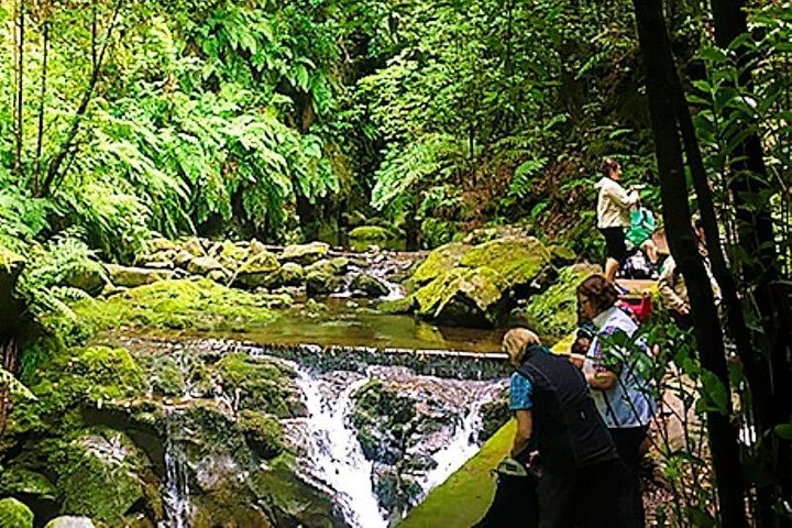 Endemic Levada do Rei Walk - Image 5