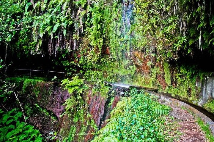 Endemic Levada do Rei Walk - Image 3