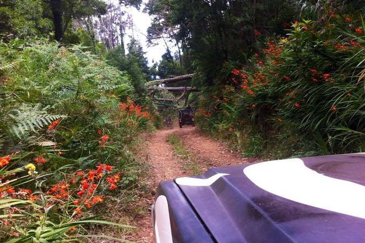 Full-Day Madeira North West Coast Safari from Funchal - Image 4