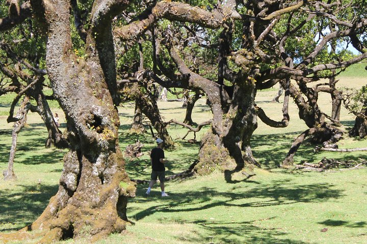 Full-Day Small Group Jeep Safari Tour from Funchal - Image 4