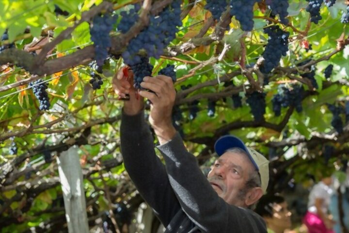 Half-Day Wine Tour in Madeira - Image 3