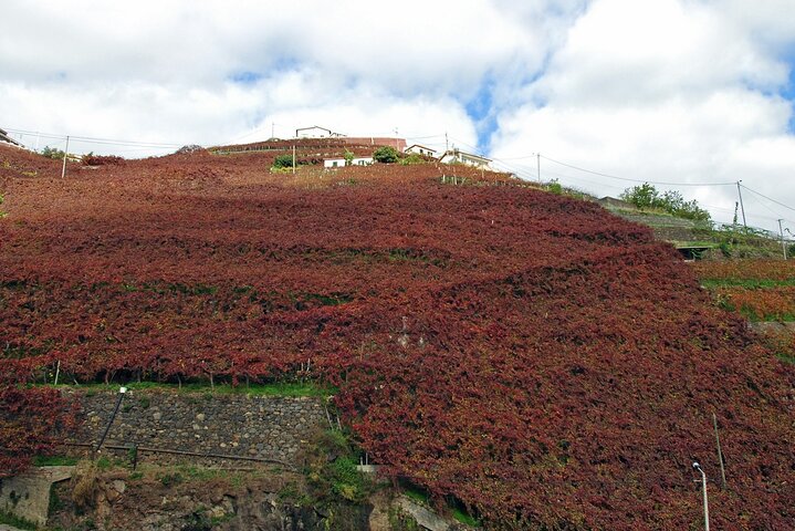 Madeira wine tasting and sightseeing private tour from Funchal - Image 4