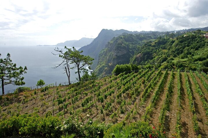 Madeira wine tasting and sightseeing private tour from Funchal - Image 1