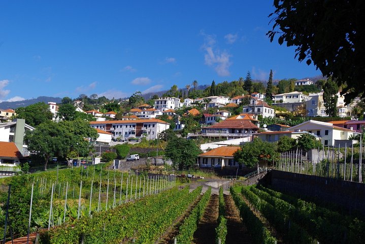 Madeira wine tasting and sightseeing private tour from Funchal - Image 2