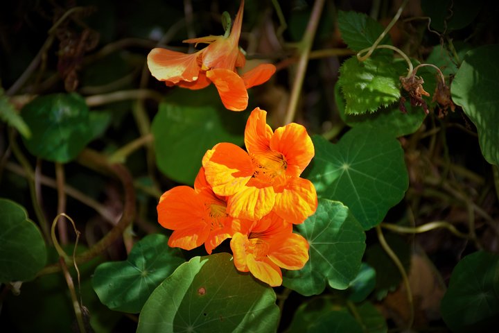 Paradise Valley Beauty Walk - Image 4