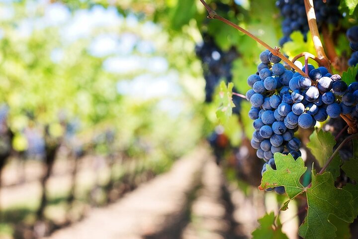 Private Wine Tour in Madeira - Image 1