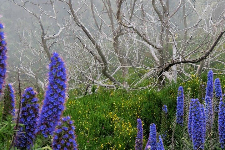 Skywalk, Vineyards, Landscapes and 4x4 Experience in Madeira - Image 3
