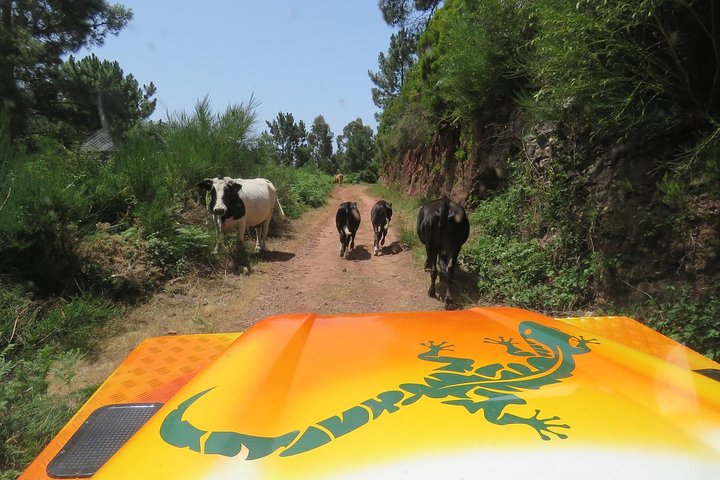 Southwest of Madeira and Calheta Paul do Mar 4x4 Full-Day Tour - Image 3