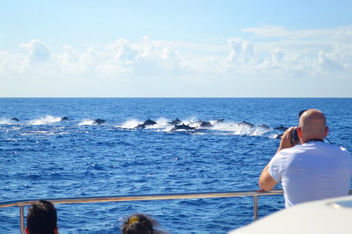 VipDolphins Luxury Whale Watching - Image 2